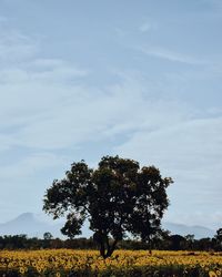 Tree on field against sky