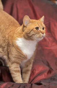 Close-up of a cat looking away