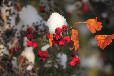 Close-up of red berries growing on tree