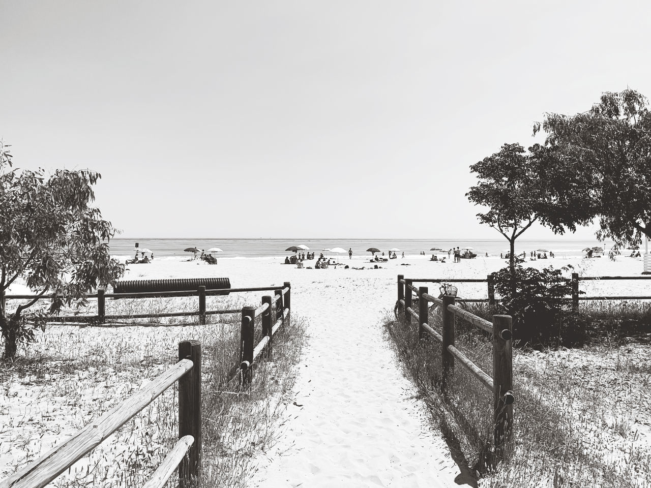 TREES ON BEACH AGAINST CLEAR SKY