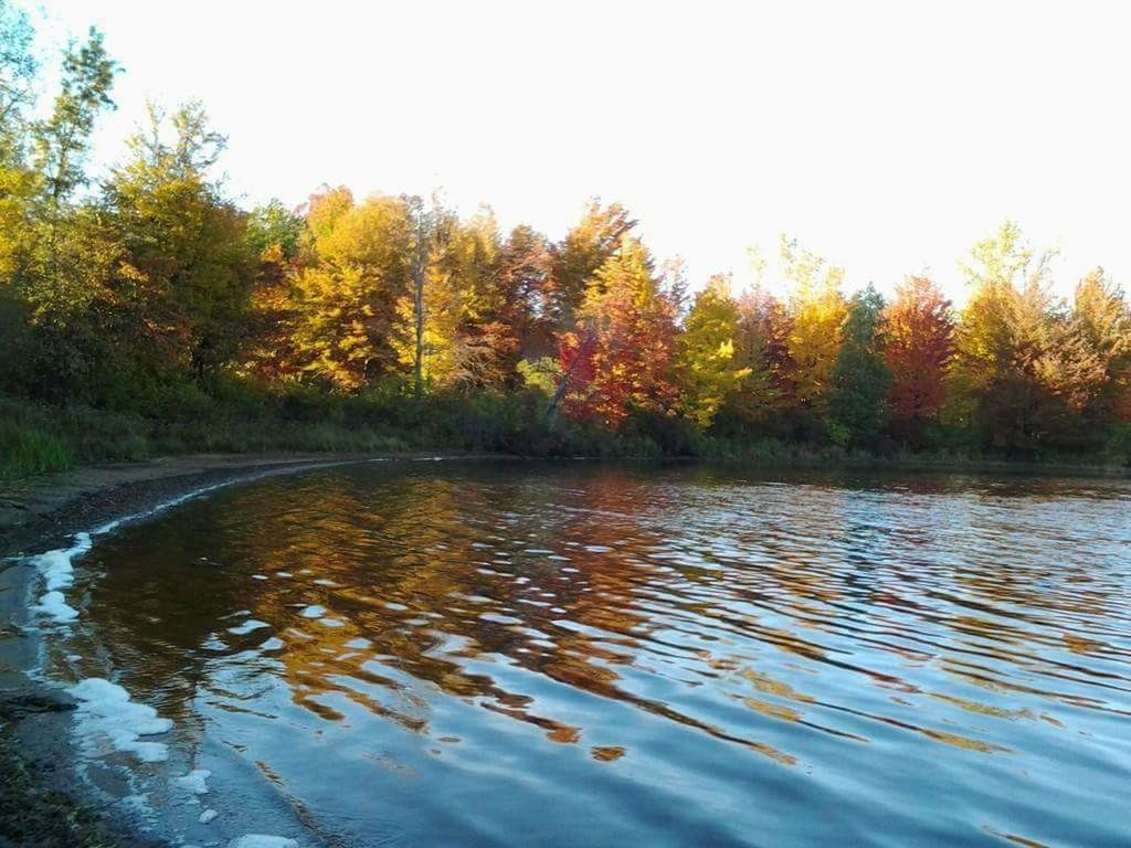 REFLECTION OF TREES IN LAKE DURING AUTUMN