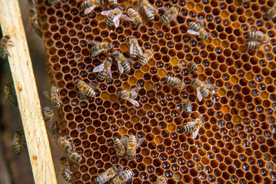 High angle view of bees on beeswax