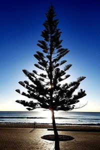 Silhouette tree on beach against clear blue sky