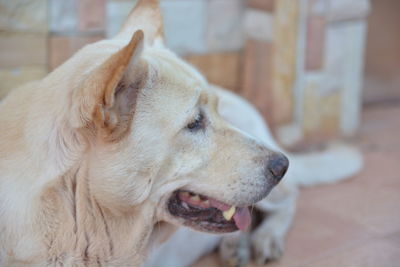 Close-up of dog outdoors