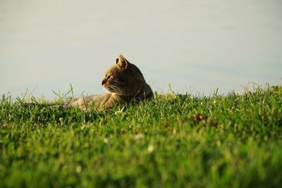 Horse sitting on field