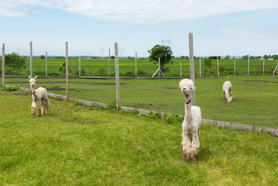 Cute freshly shorn cream alpaca looking up under its heavy mullet with surprised expression