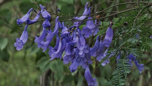 Close-up of purple flowers blooming outdoors