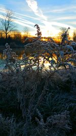 Bare trees on field at sunset