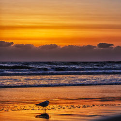 Scenic view of sea at sunset