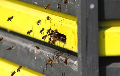 Close-up of honey bees entering beehive