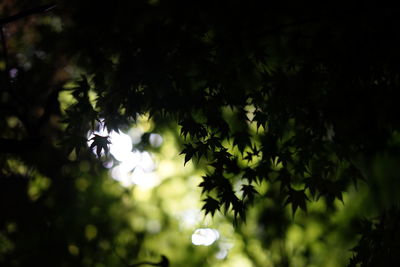 Close-up low angle view of tree