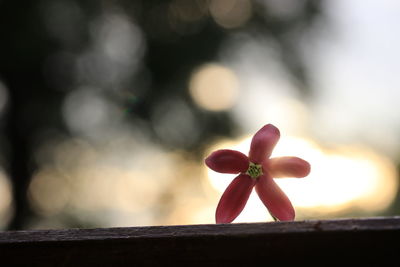 Close-up of frangipani on wood