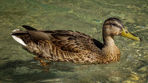 Close-up of mallard duck swimming on lake