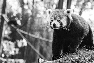 Red panda in bw