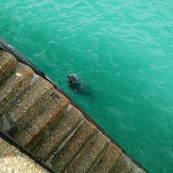 High angle view of turtle in water