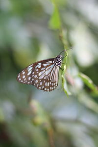 Butterfly on leaf