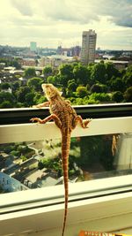 Close-up of lizard on tree in city against sky