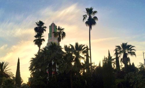 Low angle view of palm trees against sky