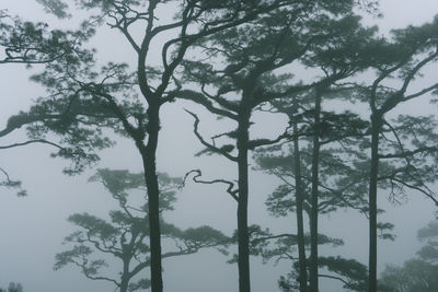 Low angle view of silhouette trees against sky