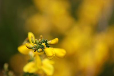 Close-up of yellow flowering plant