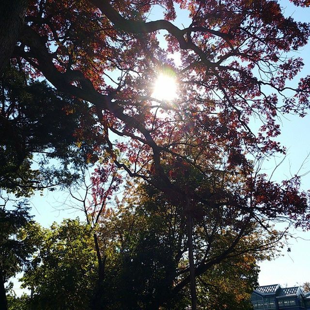 tree, low angle view, branch, sun, growth, sunlight, sunbeam, nature, lens flare, sky, tranquility, beauty in nature, day, no people, clear sky, sunny, outdoors, green color, bright, building exterior