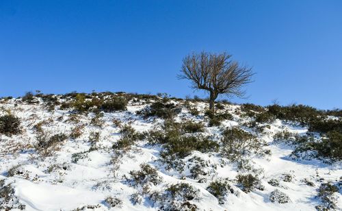 Trees on snow covered landscape against clear blue sky