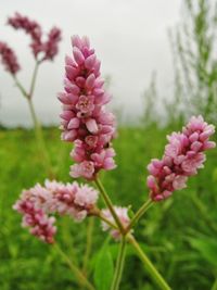 Close-up of pink flowers blooming outdoors