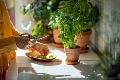 Cropped hand holding potted plant on table