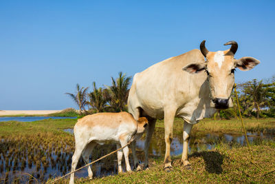 Cow standing on field against clear blue sky