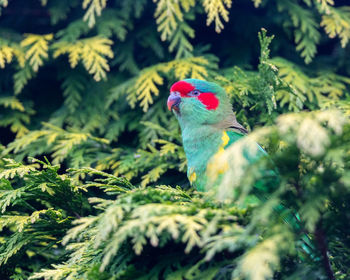 Close-up of bird perching on plant