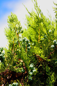 Close-up of plants against blurred background