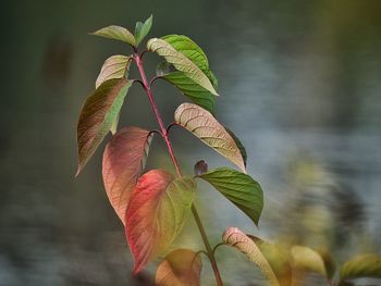 Close-up of green plant