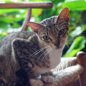 Close-up portrait of a cat