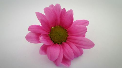 Close-up of flower over white background