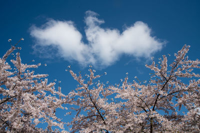 Low angle view of cherry blossoms against blue sky