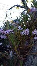 Close-up of flowers