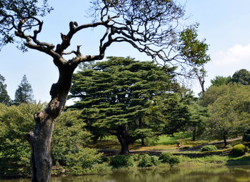 Trees on field against sky