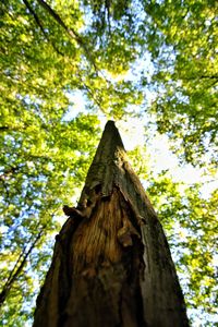 Low angle view of tree trunk in forest