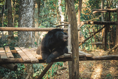 Monkey sitting on a tree