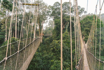Panoramic shot of footbridge amidst trees in forest