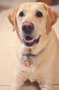 Close-up portrait of dog at home