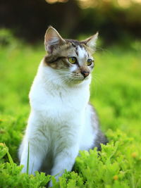 Cat looking away in a field