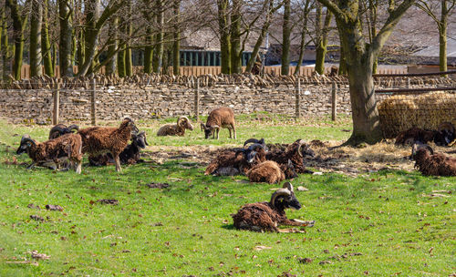 Sheep in a field