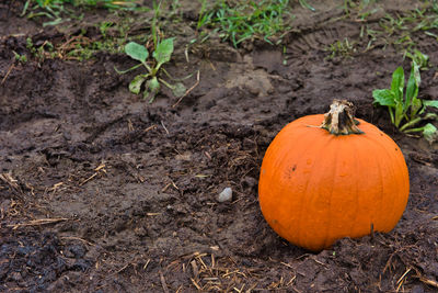 View of pumpkins on field