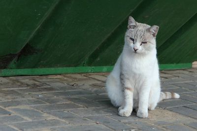 Cat looking away while sitting on footpath