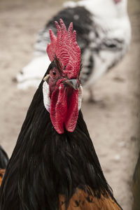 Close-up of rooster