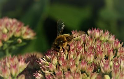 Close-up of bee pollinating on pink flower