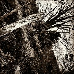 Low angle view of bare trees against sky