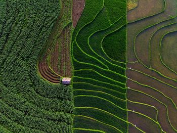 Aerial view of asia in indonesian rice field area with green rice terraces