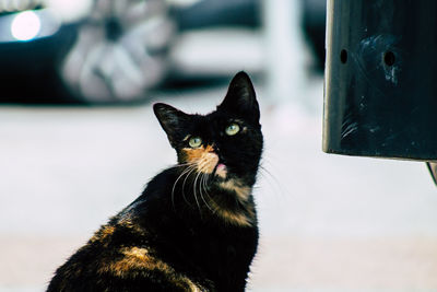 Close-up of cat looking away